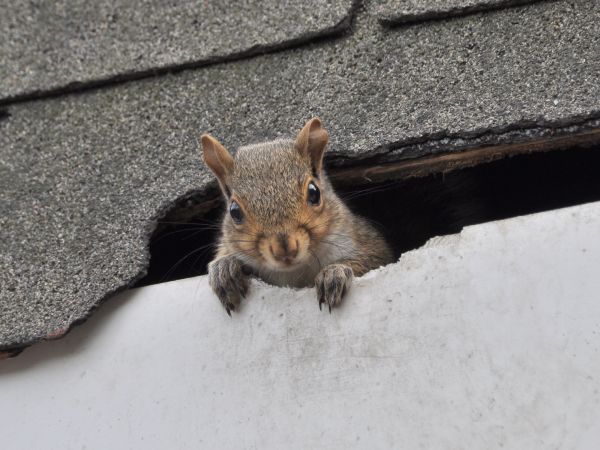 Boulder Wildlife Removal