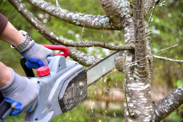 Boulder Tree Trimming